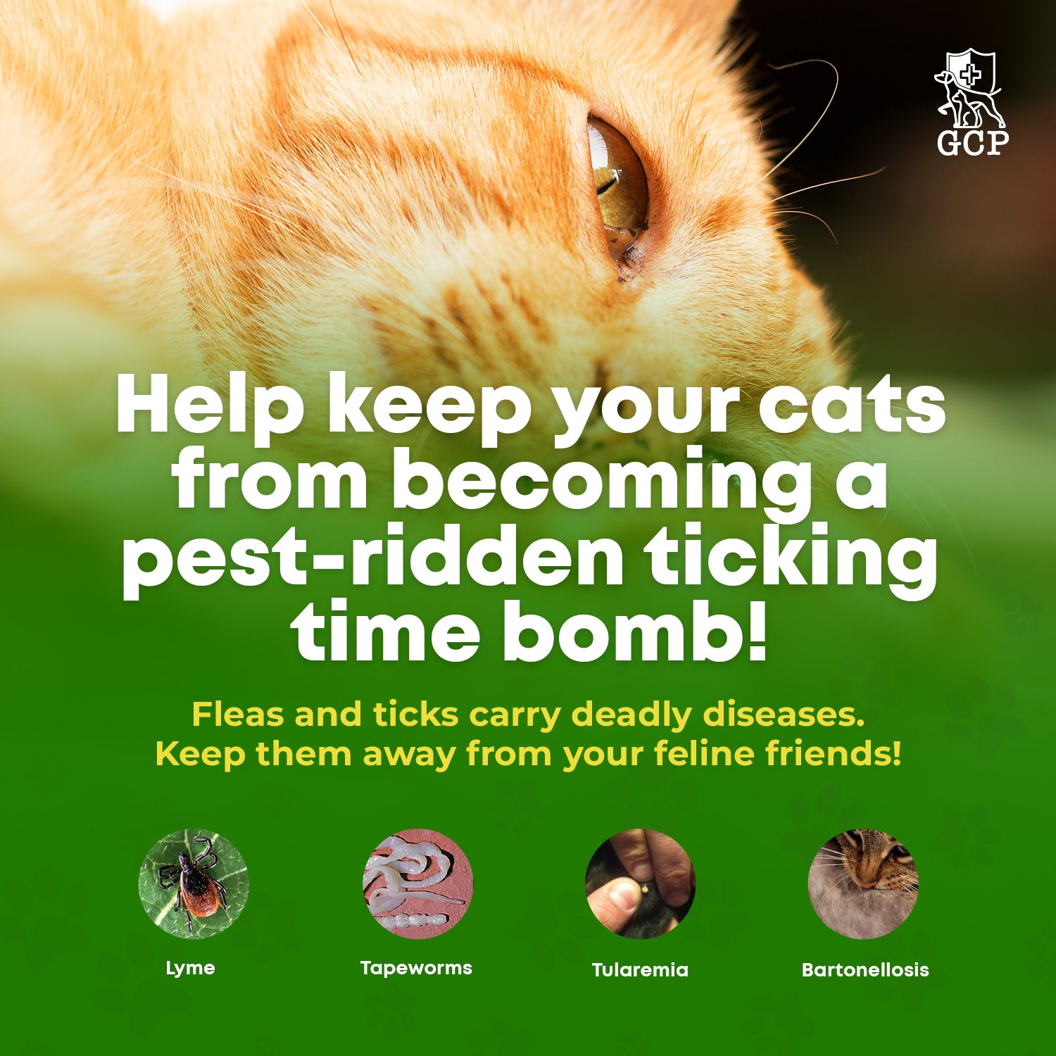 Organic Flea And Tick Protection For Outdoor Kittens photo