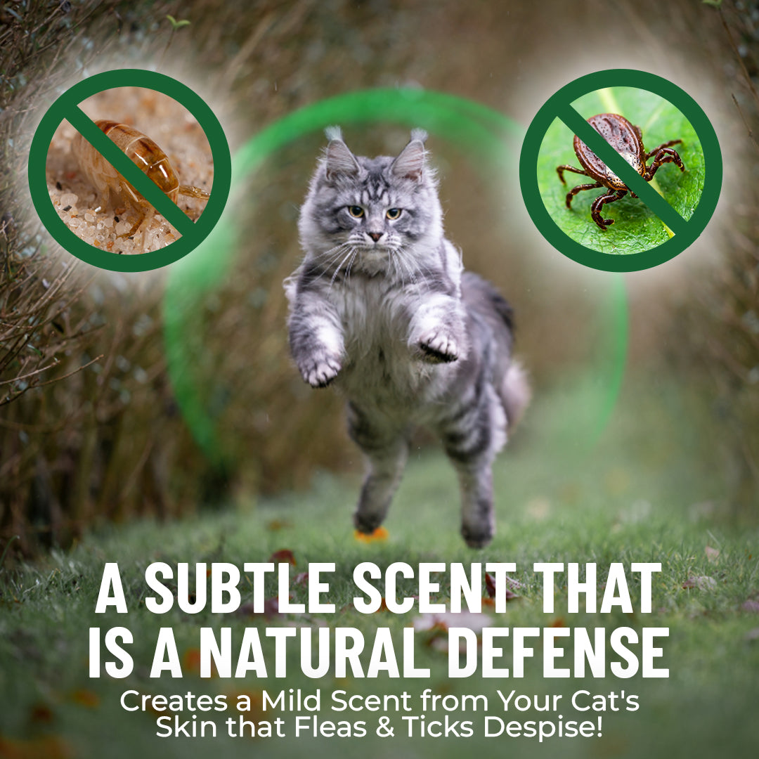 Cat Flea And Tick Medicine Outdoors photo
